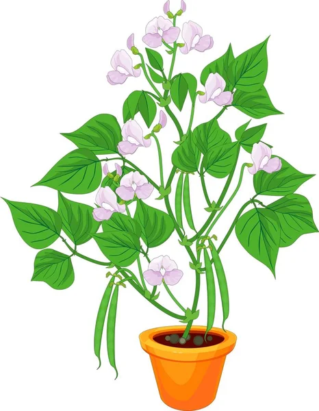 Flowering Bean Plant Flower Pot Green Leaves Pods Isolated White — Stock Vector