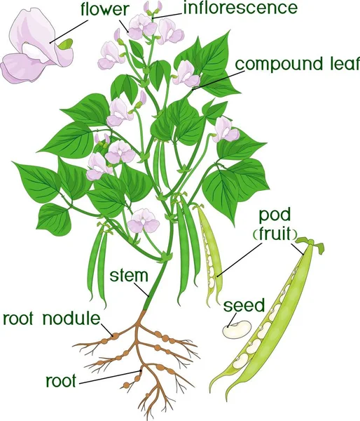 Kasvien Osat Papukasvien Morfologia Juurijärjestelmällä Kukilla Palkoilla Valkoisella Pohjalla Eristetyillä — vektorikuva