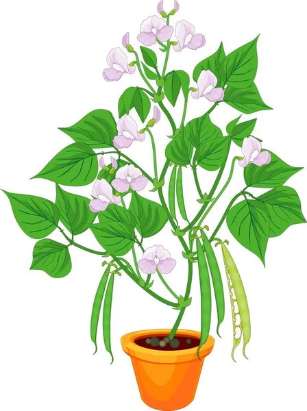 Ανθίζοντας Φυτού Του Φασολιού Στη Γλάστρα Πράσινα Φύλλα Και Λοβούς — Διανυσματικό Αρχείο