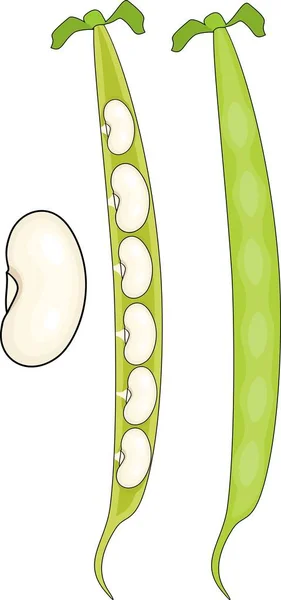 Bean Pod Geïsoleerd Witte Achtergrond — Stockvector