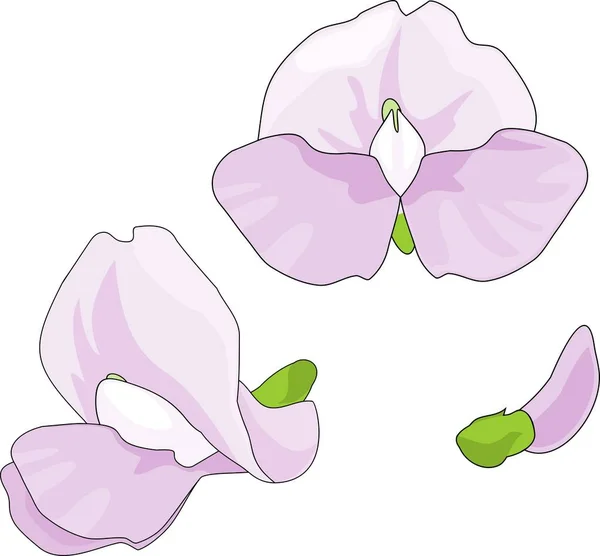 Фиолетовые Бобы Цветы Изолированы Белом Фоне — стоковый вектор
