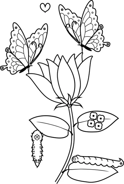 Coloriage Cycle Vie Papillon Sur Fleur — Image vectorielle