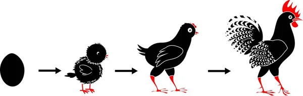 Etapas Del Crecimiento Del Gallo Negro Del Huevo Ave Adulta — Vector de stock