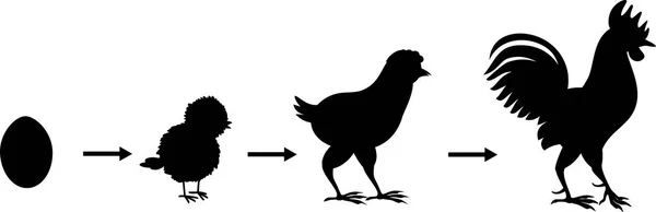 Siluetas Etapas Crecimiento Del Gallo Huevo Ave Adulta — Vector de stock