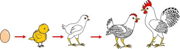 Životní Cyklus Kuřete Fáze Růstu Kuřecí Vejce Dospělý Pták — Stockový vektor