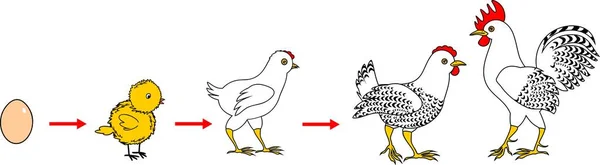 Ciclo Vida Del Pollo Etapas Del Crecimiento Gallina Del Huevo — Archivo Imágenes Vectoriales