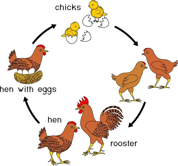 Csirke Életciklusa Címek Felnőtt Madár Tojás Csirke Növekedési Szakaszaira — Stock Vector