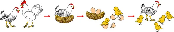 Жизненный Цикл Цыплят Этапы Роста Цыплят Яйца Взрослой Птицы — стоковый вектор