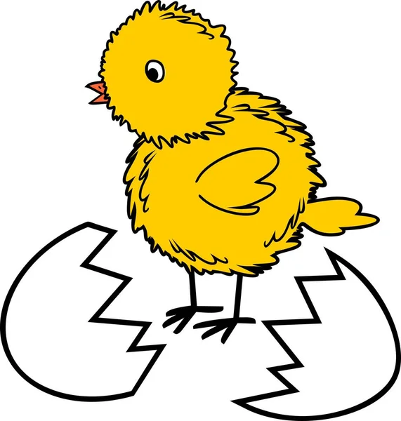Newborn Yellow Chicken Broken Eggshell — Stock Vector