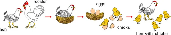 Cycle Vie Poulet Avec Titres Étapes Croissance Poulet Œuf Oiseau — Image vectorielle