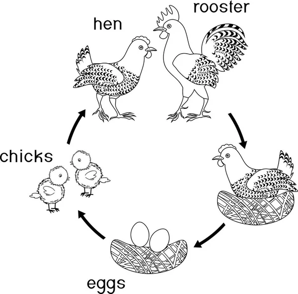 Ciclo Vida Del Pollo Etapas Del Crecimiento Gallina Del Huevo — Vector de stock