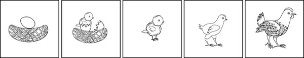 Étapes Croissance Poulet Œuf Oiseau Adulte — Image vectorielle