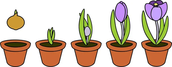Krokus Lebenszyklus Wachstumsphasen Von Der Zwiebelpflanzung Blumentopf Bis Zur Blütenpflanze — Stockvektor