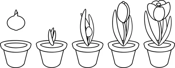 Coloring Page Crocus Life Cycle Stages Growth Planting Bulb Flowerpot — Stock Vector