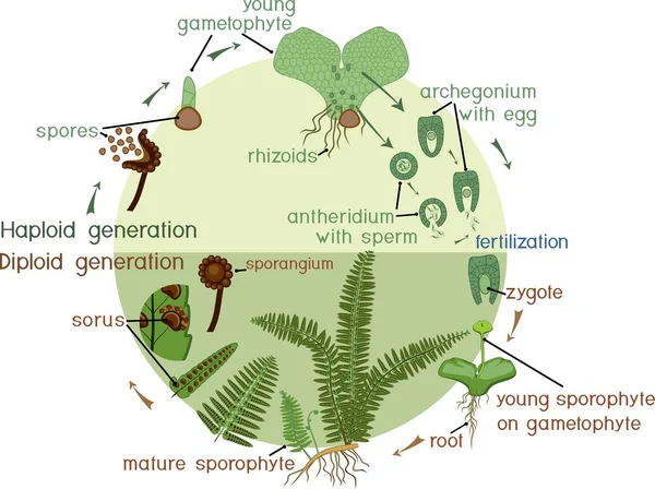 生命周期的蕨类植物 植物生命周期交替的二倍体的孢子体和单倍体的配子体阶段 — 图库矢量图片