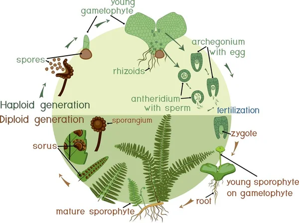 Ciclo Vida Del Helecho Ciclo Vida Vegetal Con Alternancia Fases — Vector de stock