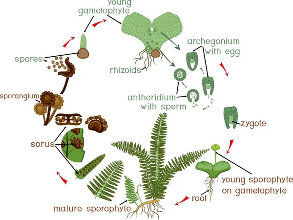 生命周期的蕨类植物 植物生命周期交替的二倍体的孢子体和单倍体的配子体阶段 — 图库矢量图片