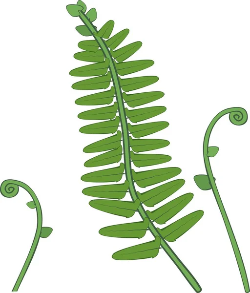 Зелене Листя Папороті Розпушування Папороті Білому Тлі — стоковий вектор
