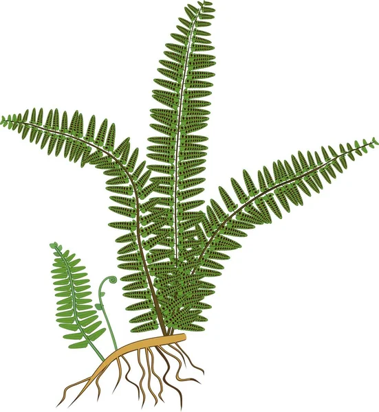 Green Fern Rhizome Roots White Background — Stock Vector