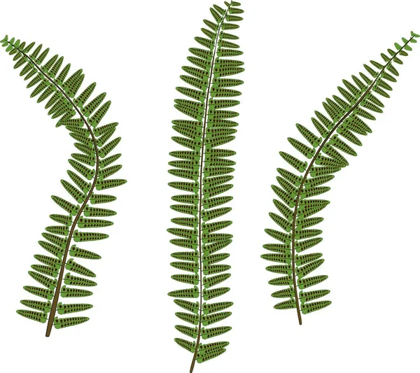 Groene Fern Bladeren Witte Achtergrond — Stockvector