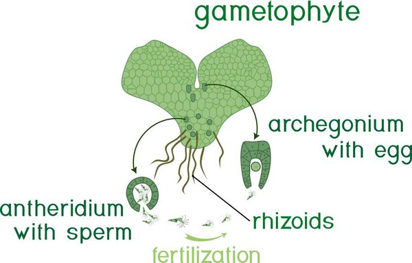 Scheme of fern sexual reproduction. Cycle of fertilisation (fusion of gametes and zygote formation) with titles