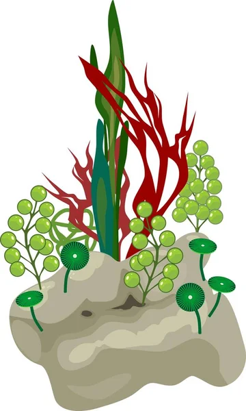 Algas Marinas Sobre Piedra — Archivo Imágenes Vectoriales