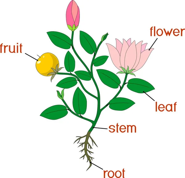植物の部分 フルーツおよびタイトルの開花植物の形態 — ストックベクタ