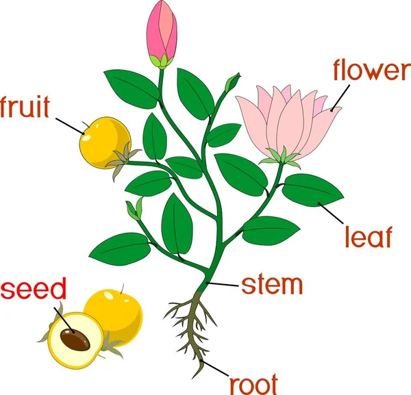 Części Roślin Morfologia Roślin Kwiatowych Systemu Korzeniowego Kwiatów Owoców Tytuły — Wektor stockowy