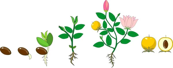 Στάδια Ανάπτυξης Των Ανθίζοντας Φυτών Από Σπόρο — Διανυσματικό Αρχείο