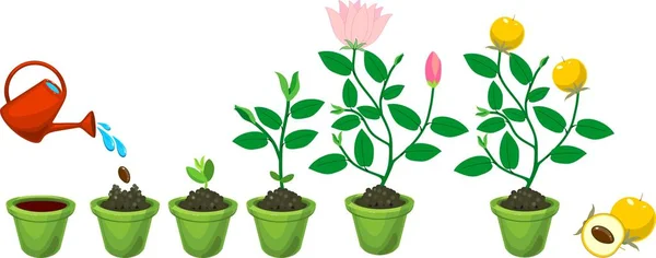 Roślin Nasion Kwitnienie Owocowanie Roślin — Wektor stockowy