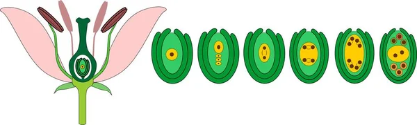 Développement Sac Embryonnaire Partir Mégaspores — Image vectorielle