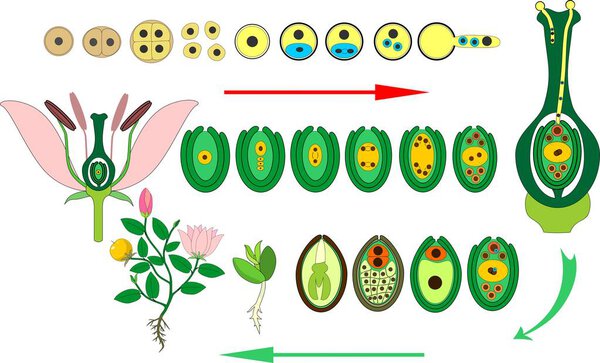 Angiosperm plant life cycle. Diagram of life cycle of flowering plant with double fertilization