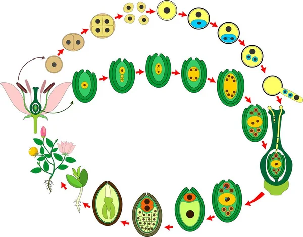 Κύκλο Ζωής Των Αγγειοσπέρμων Φυτών Διάγραμμα Του Κύκλου Ζωής Των — Διανυσματικό Αρχείο