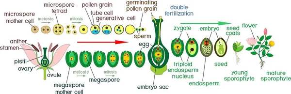 被子植物生命周期 双受精和标题开花植物生命周期图 — 图库矢量图片