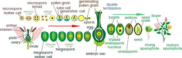 Angiosperm life cycle. Diagram of life cycle of flowering plant with double fertilization and titles