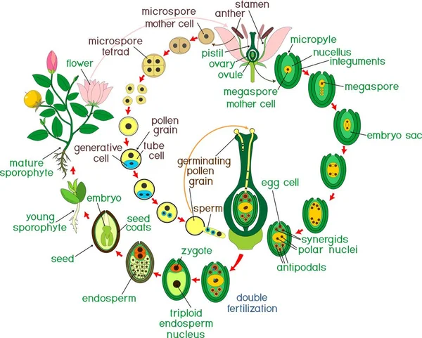 Ciclo Vida Angiosperma Diagrama Del Ciclo Vida Planta Con Doble — Vector de stock