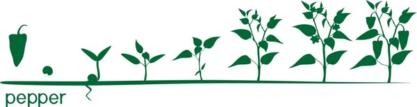 Cycle Croissance Des Plantes Poivrées Avec Silhouettes Plantes — Image vectorielle