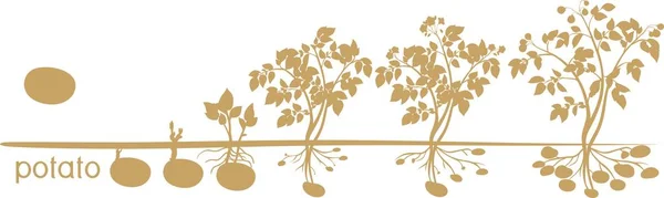 Ciclo Crecimiento Las Plantas Patata Con Siluetas Plantas — Vector de stock