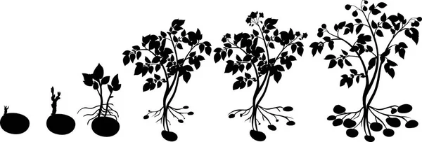 ジャガイモ植物の成長サイクルの植物のシルエット — ストックベクタ