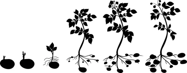 Cykl Wzrostu Roślin Ziemniaka Sylwetki Roślin — Wektor stockowy