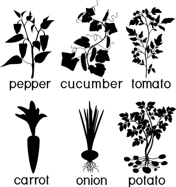 Conjunto Silhuetas Diferentes Plantas Vegetais Agrícolas — Vetor de Stock