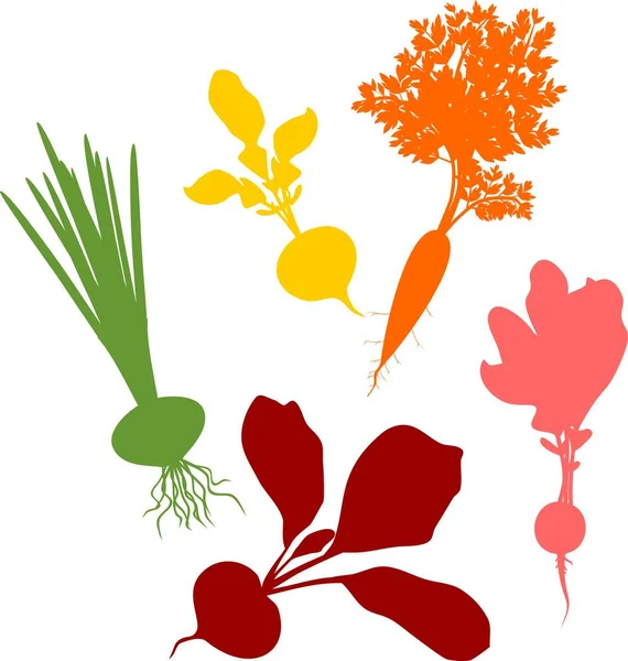 Farklı Kök Sebze Yapraklarla Beyaz Arka Plan Üzerinde Renkli Siluetleri — Stok Vektör
