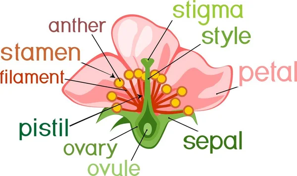 Delar Blomma Med Titlar Tvärsnitt Typiska Angiosperm Blomma — Stock vektor