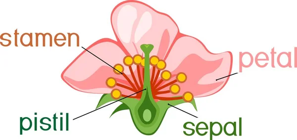 タイトルと花の部分 典型的な被子植物の花の断面 — ストックベクタ