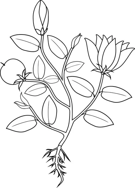 Målarbok Växt Med Blommor Blad Frukt Och Rotsystemet — Stock vektor