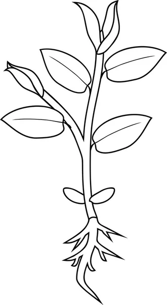 Coloring Page Young Plant Root Leaves — Stock Vector