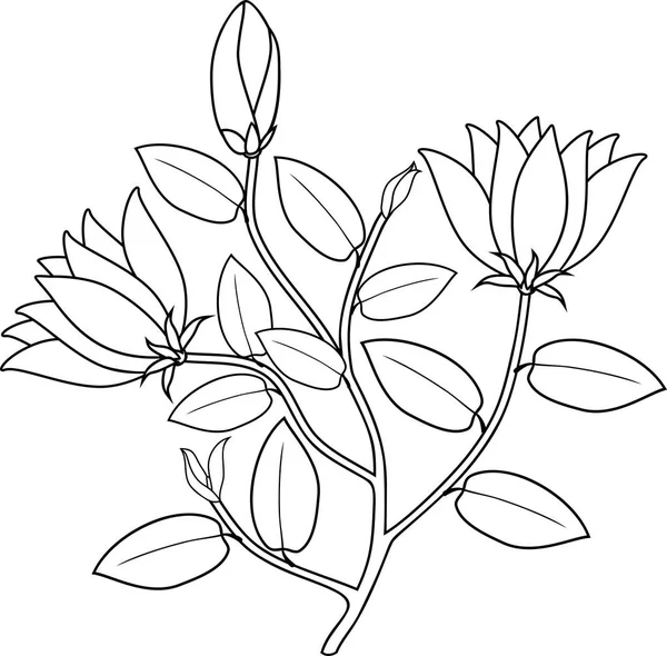 Página Para Colorear Planta Con Flores Hojas — Archivo Imágenes Vectoriales