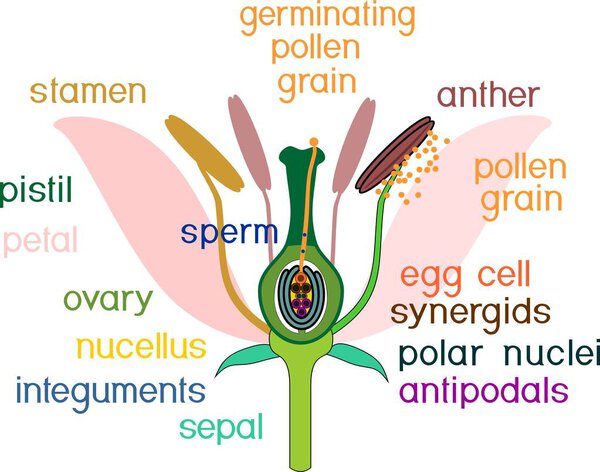 Parts of flower with titles. Cross section of typical angiosperm flower at time of double fertilization