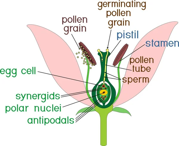 부분입니다 전형적인 Angiosperm 크로스 — 스톡 벡터