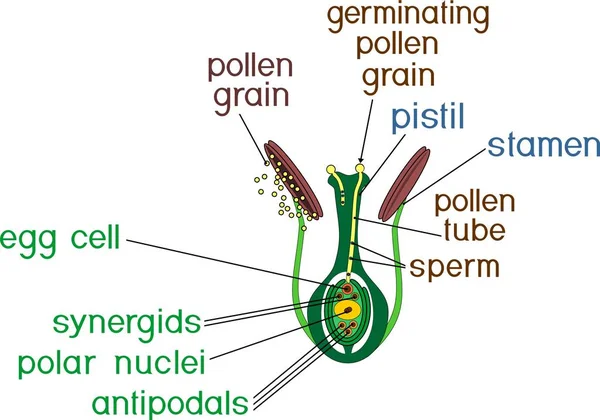 Structure Pistil Des Étamines Dans Section Moment Double Fécondation — Image vectorielle